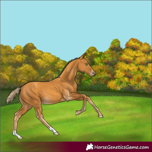 Horse Color:Gold Cream Champagne