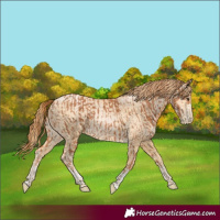 Horse Color:Chestnut  and Buckskin Pearl 
