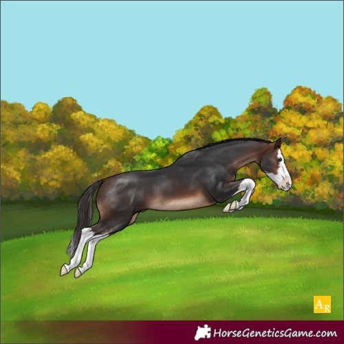 Horse Color:Brown Sabino Splash