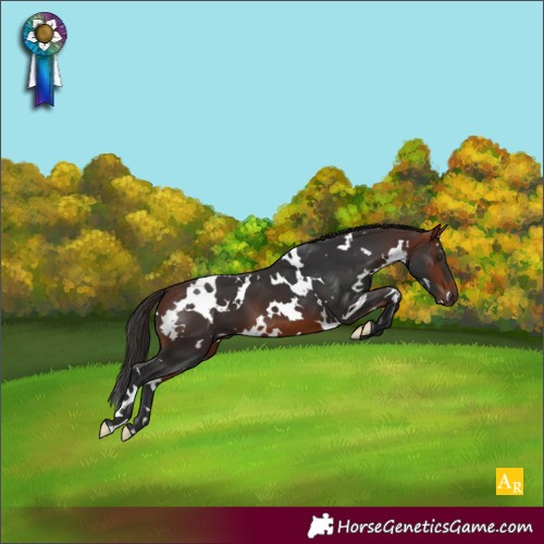 Horse Color:White Spotted Bay 