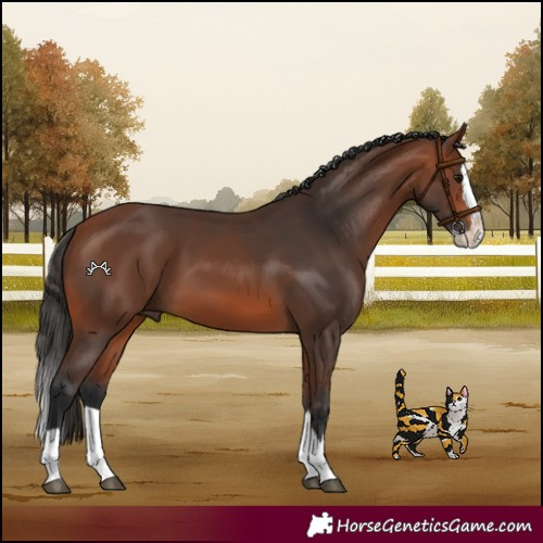 Horse Color:Bay Splash