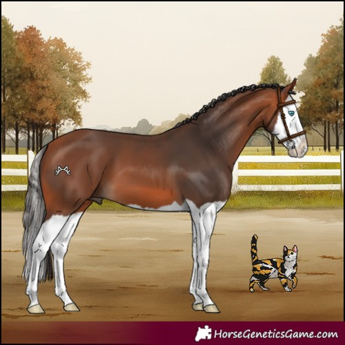 Horse Color:Bay Splash