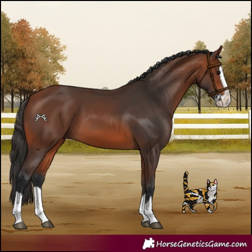 Horse Color:Bay Splash 