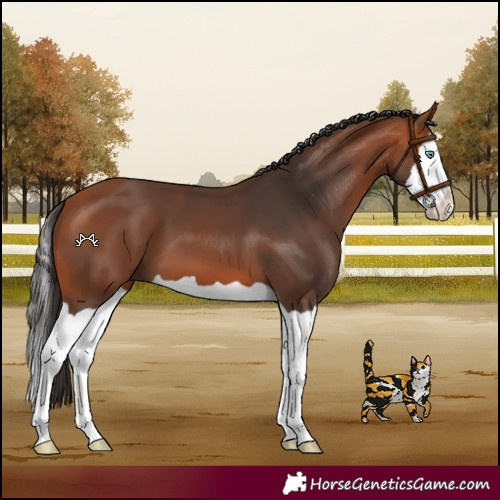Horse Color:Bay Splash 