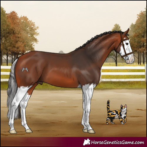 Horse Color:Bay Splash