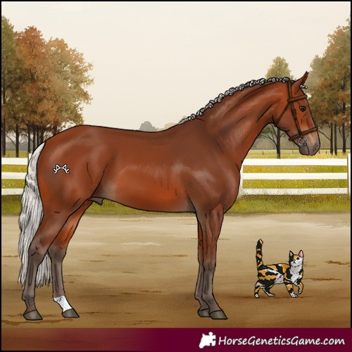 Horse Color:Silver Bay 