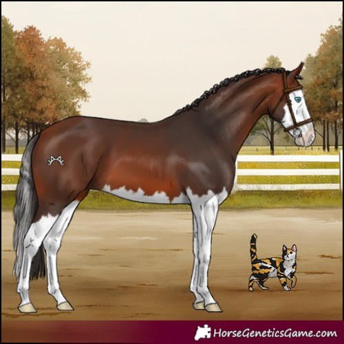 Horse Color:Bay Splash