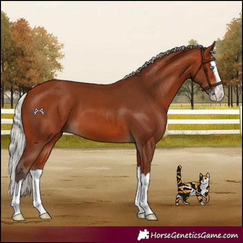 Horse Color:Silver Bay Splash