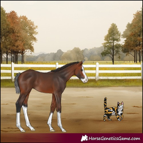 Horse Color:Bay Splash 