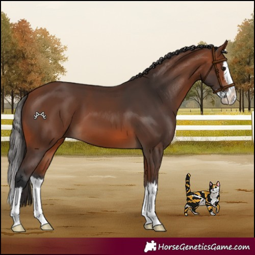 Horse Color:Bay Splash 