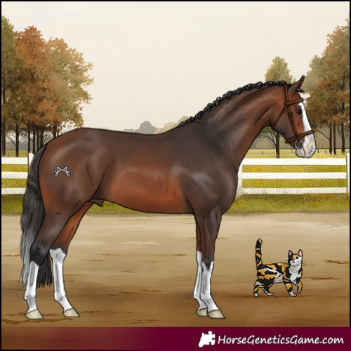 Horse Color:Bay Splash 
