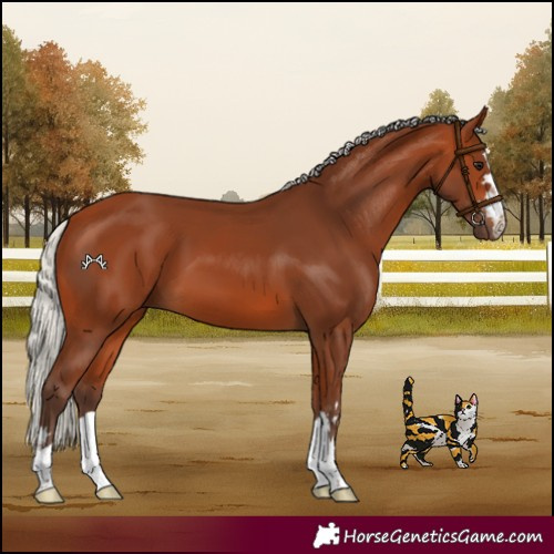 Horse Color:Silver Bay