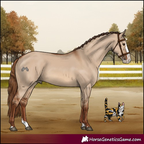 Horse Color:Red Dun Splash