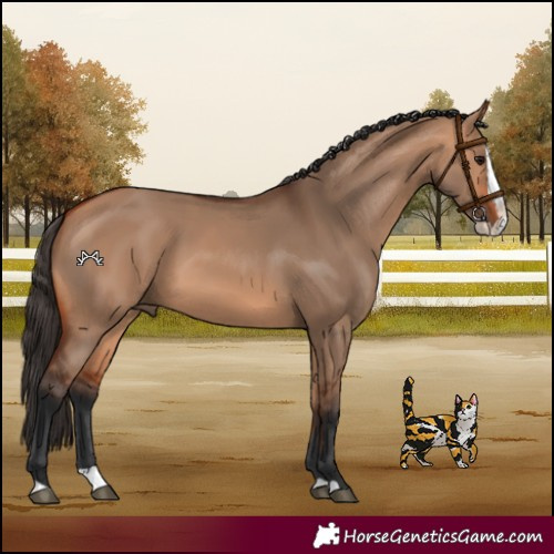Horse Color:Bay Dun Splash 