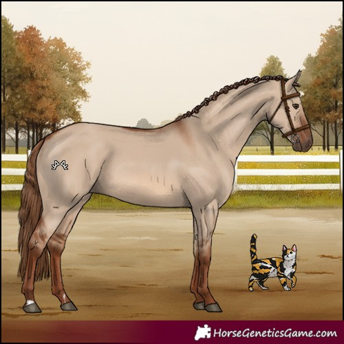Horse Color:Red Dun 