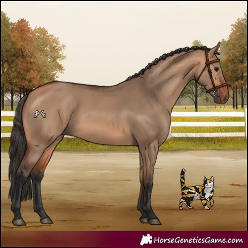 Horse Color:Bay Dun