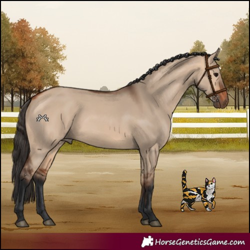 Horse Color:Bay Dun