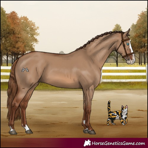 Horse Color:Red Dun Splash 