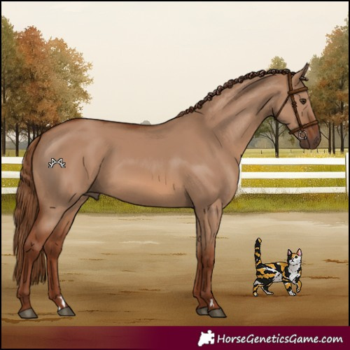 Horse Color:Red Dun 