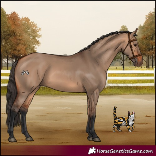 Horse Color:Bay Dun
