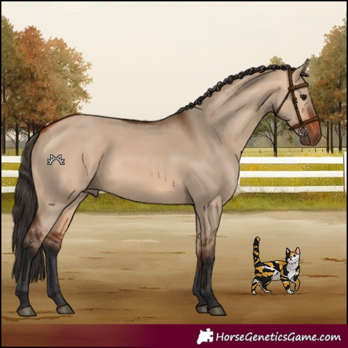Horse Color:Bay Dun