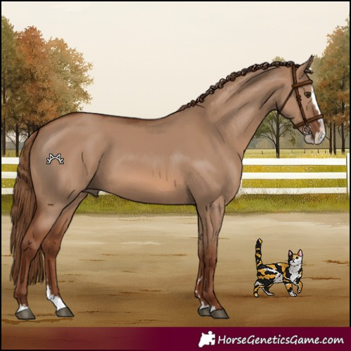 Horse Color:Red Dun Splash 