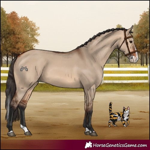 Horse Color:Bay Dun Splash 