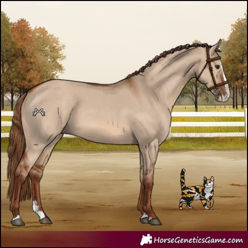 Horse Color:Red Dun Splash 
