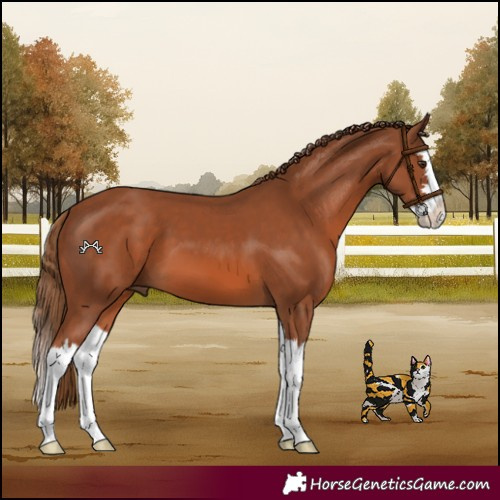 Horse Color:Chestnut Splash