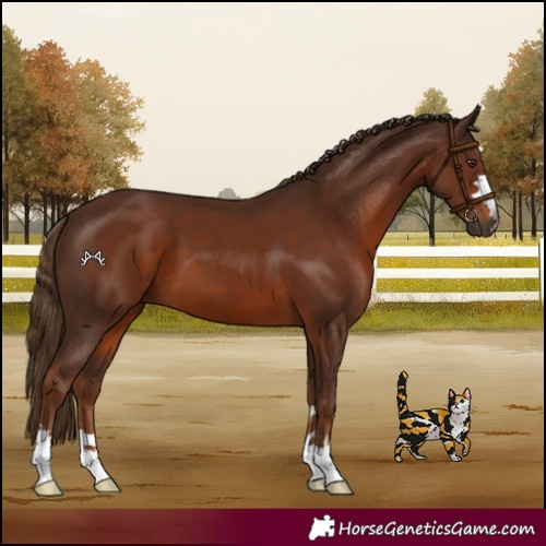 Horse Color:Gray Chestnut 