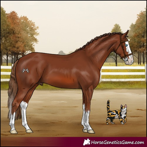 Horse Color:Chestnut Splash 