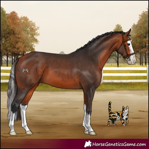 Horse Color:Bay Splash