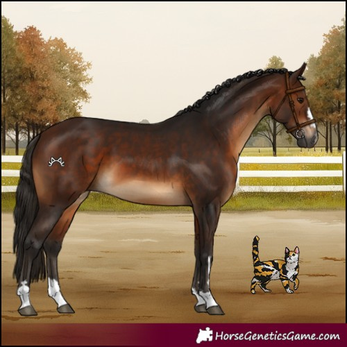 Horse Color:Gray Bay 