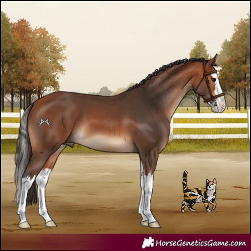 Horse Color:Bay Splash 