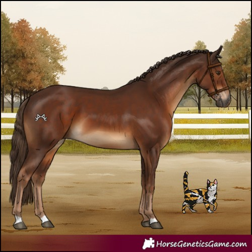 Horse Color:Gray Chestnut