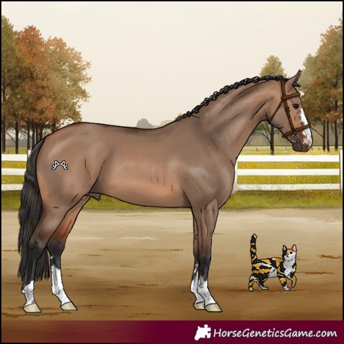 Horse Color:Bay Dun