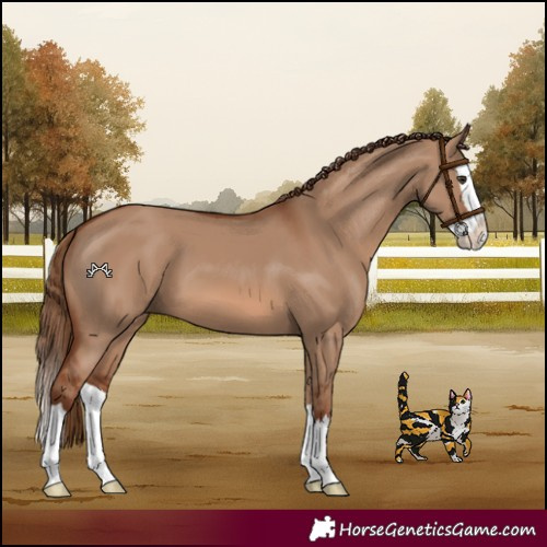 Horse Color:Red Dun Splash