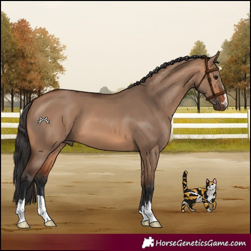 Horse Color:Bay Dun 