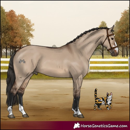Horse Color:Brown Dun