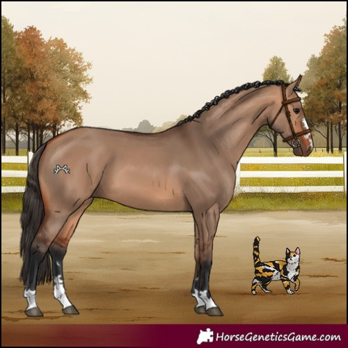 Horse Color:Bay Dun