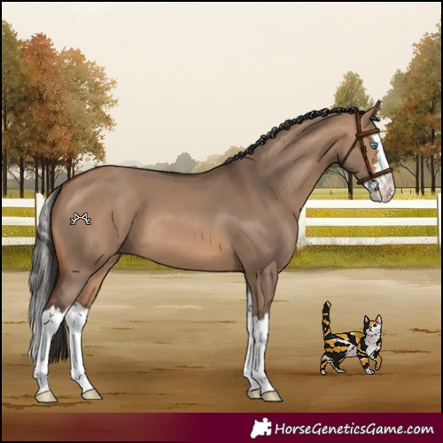 Horse Color:Bay Dun Splash