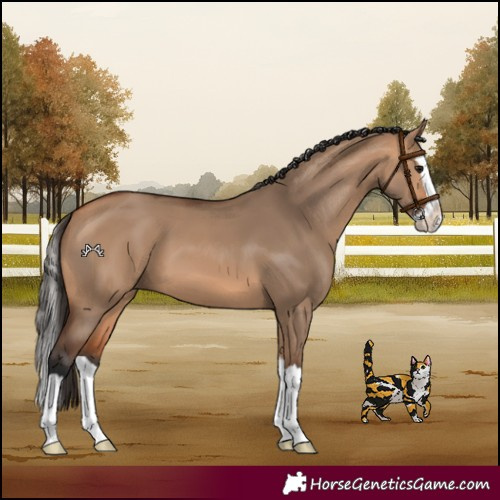 Horse Color:Bay Dun Splash 