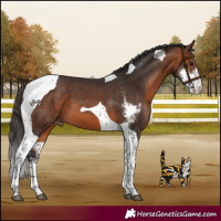 Horse Color:Bay Sabino Tobiano Appaloosa