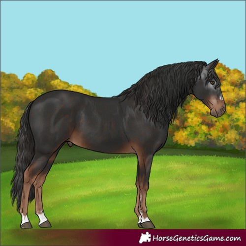 Horse Color:Liver Chestnut and Gray Liver Chestnut