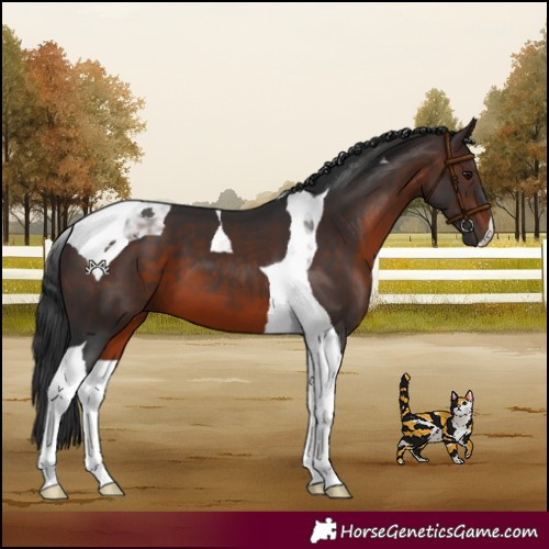 Horse Color:Brown Tobiano