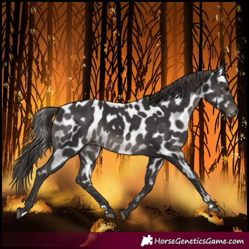 Horse Color:Smoky Black Near Leopard 