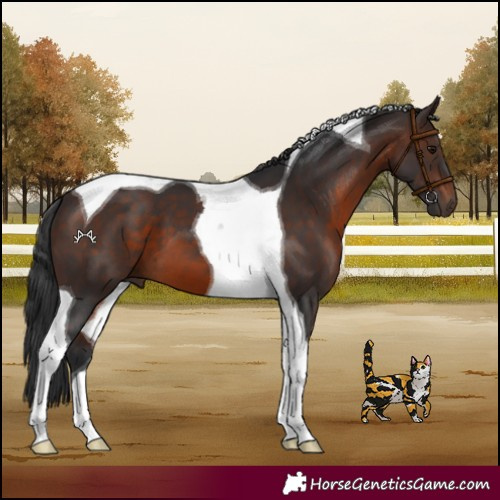 Horse Color:Brown Tobiano