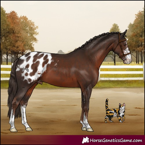 Horse Color:Liver Chestnut Sabino Appaloosa