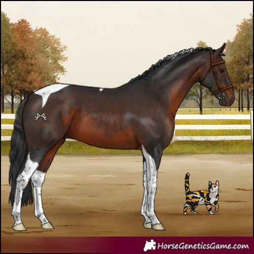 Horse Color:Brown Tobiano 