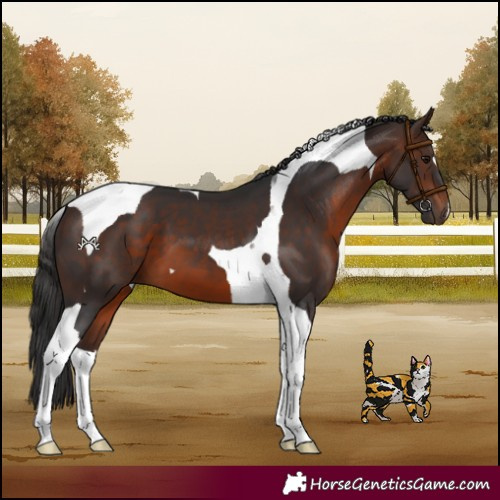 Horse Color:Brown Tobiano